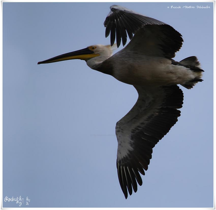 Pélican dans le ciel de Camargue