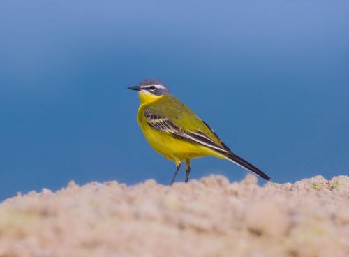 "Portraits d' oiseaux de Côte d'Or",  une conférence de la LPO à Laignes