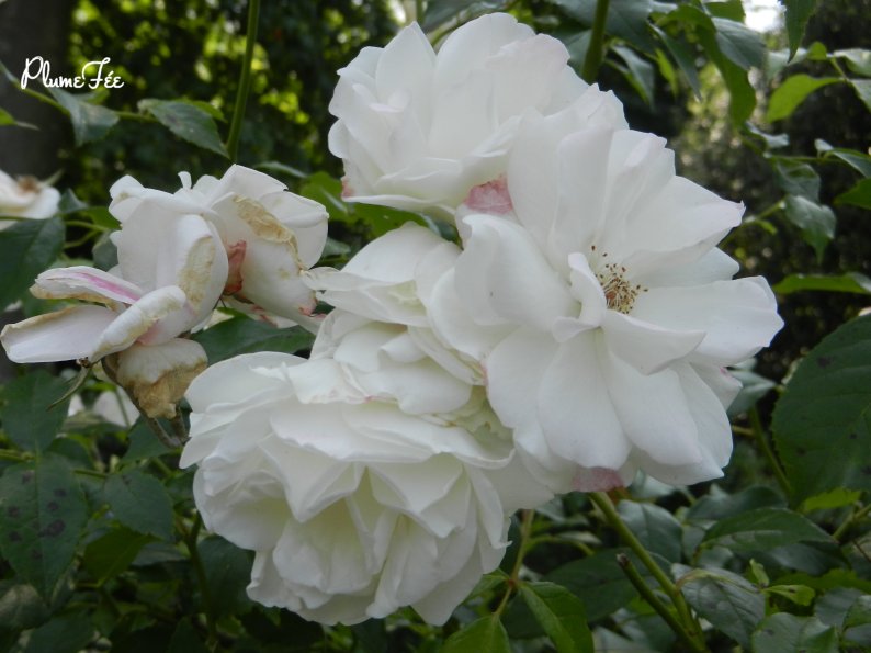 Image002.jpg