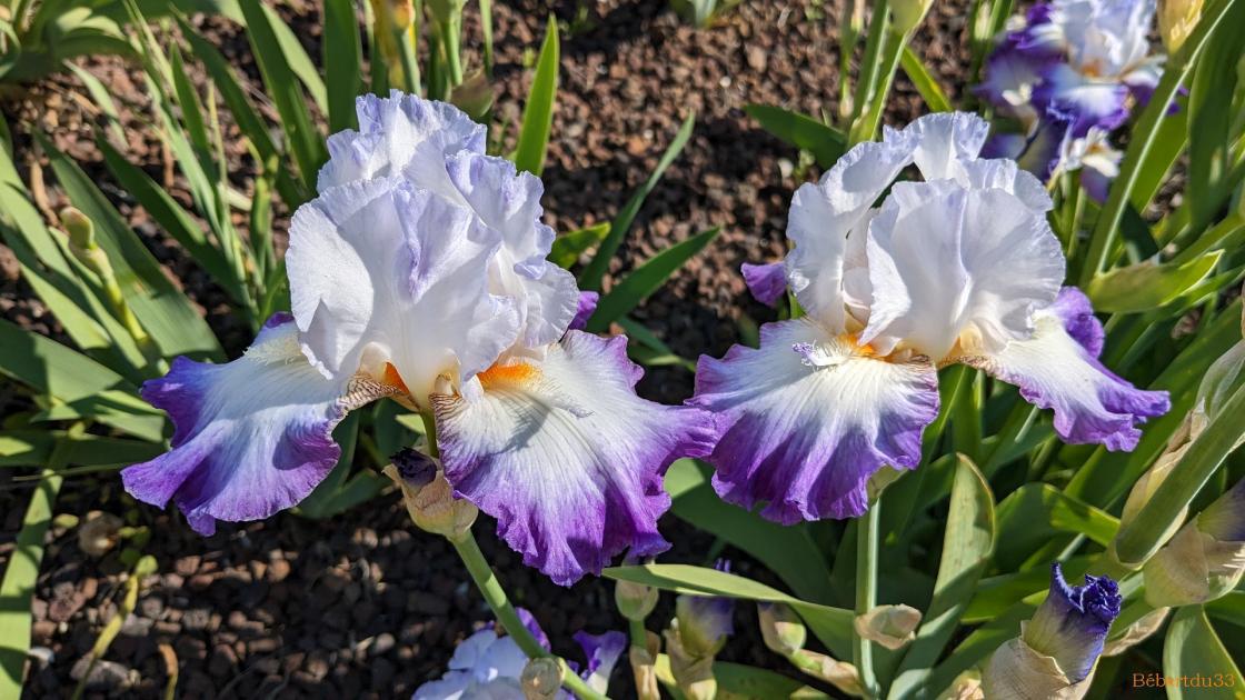 Suite pour aller à Hyères  -2