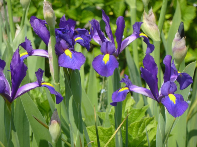 iris