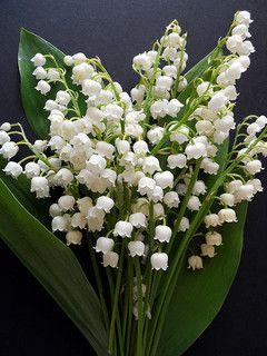 Muguet