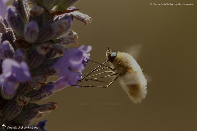 Bombyle minor