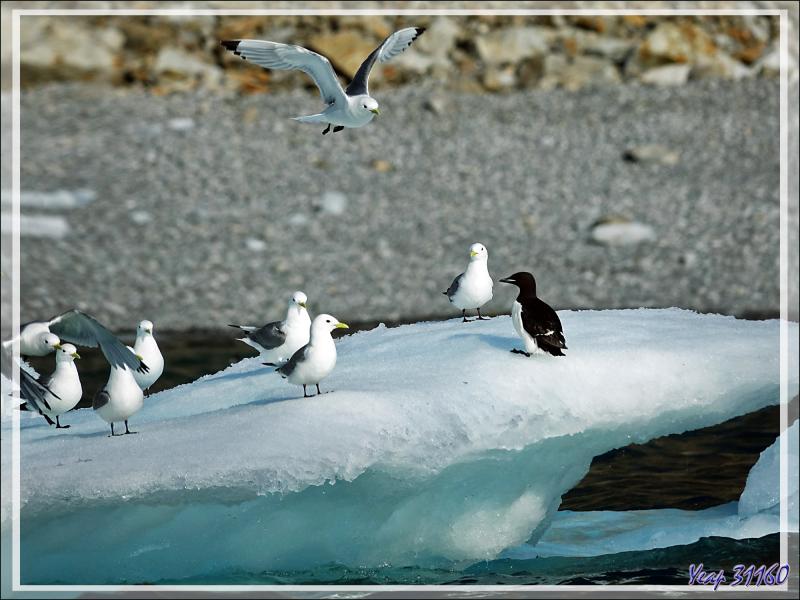 Les Growlers, les Mouettes tridactyles et le Vilain petit canard - Cambridge Point - Coburg Island - Baffin Bay - Nunavut - Canada