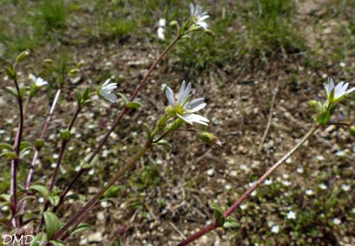 Cerastium pumilum      céraiste nain