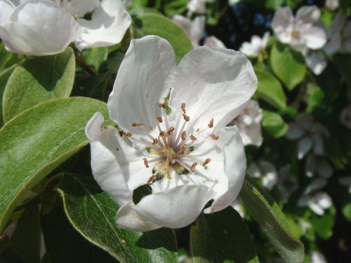Arbre fruitier : Cognassier