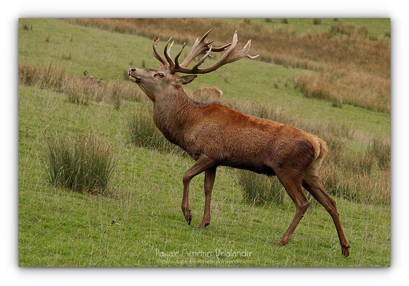 Avec l'Automne, le brame du Cerf...