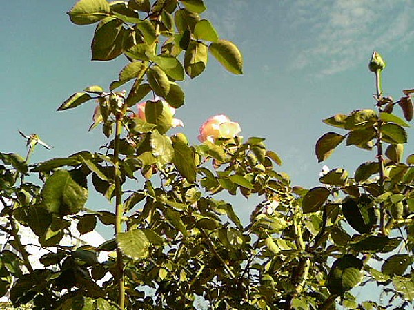 Fleur6