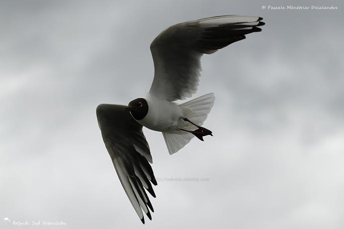 Mouette rieuse