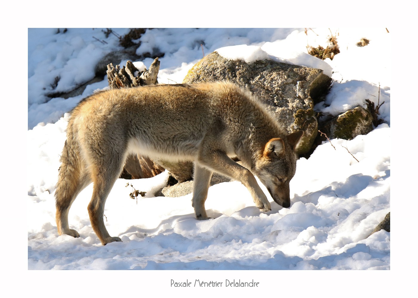 Loup gris (Les Angles)