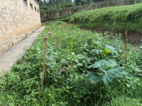plantations permacultures :octobre nos potagers!