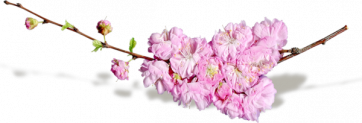 "Notes de printemps" ...