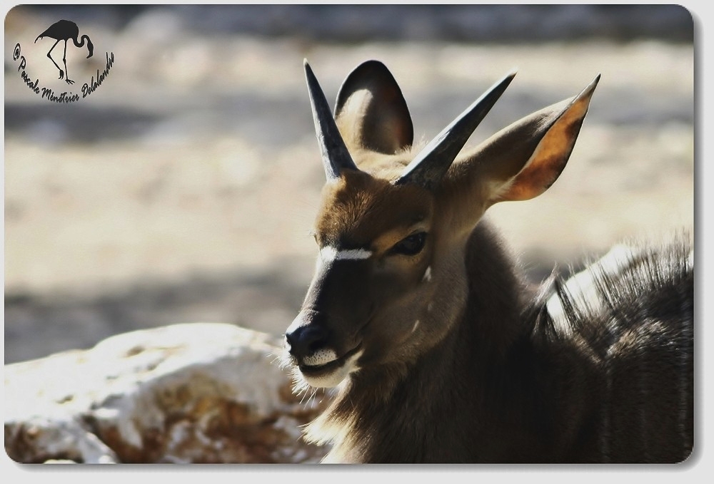 Nyala mâle...