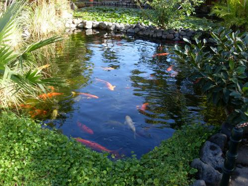 Fleurs des Canaries (3 )