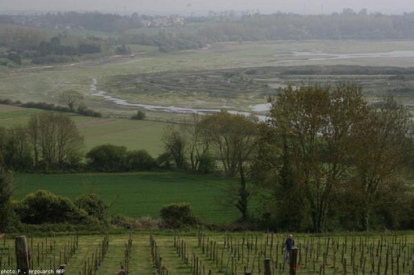 La vigne en Bretagne ... !!!