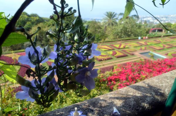 Circuit en étoile à Madère : Funchal, son marché et son jardin botanique