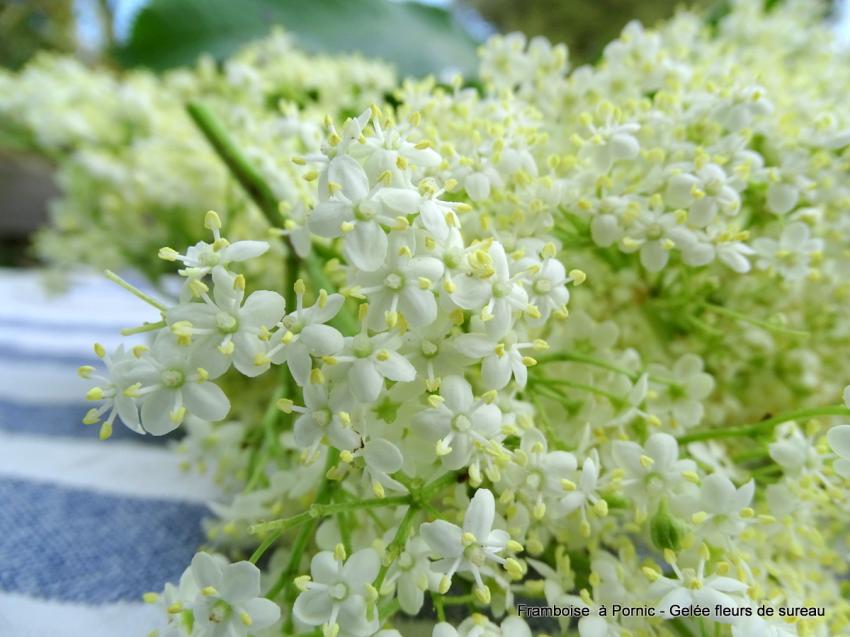 Gelée Fleurs de sureau 