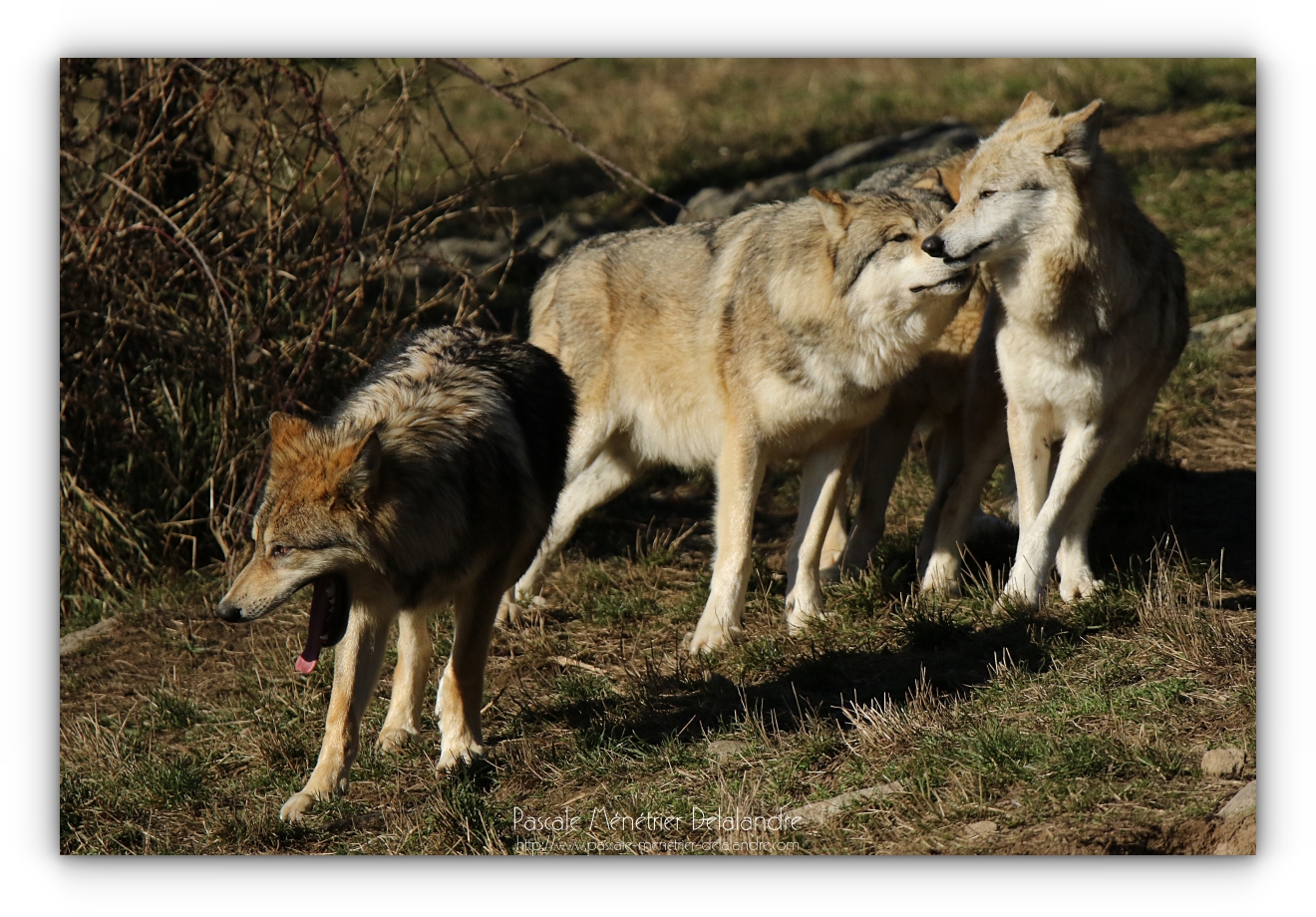 Les Loups de Sibérie et leur comportement social