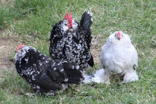 Chambre d'ôtes "Haut-Jardin" à Vignoux-sous-les-Aix
