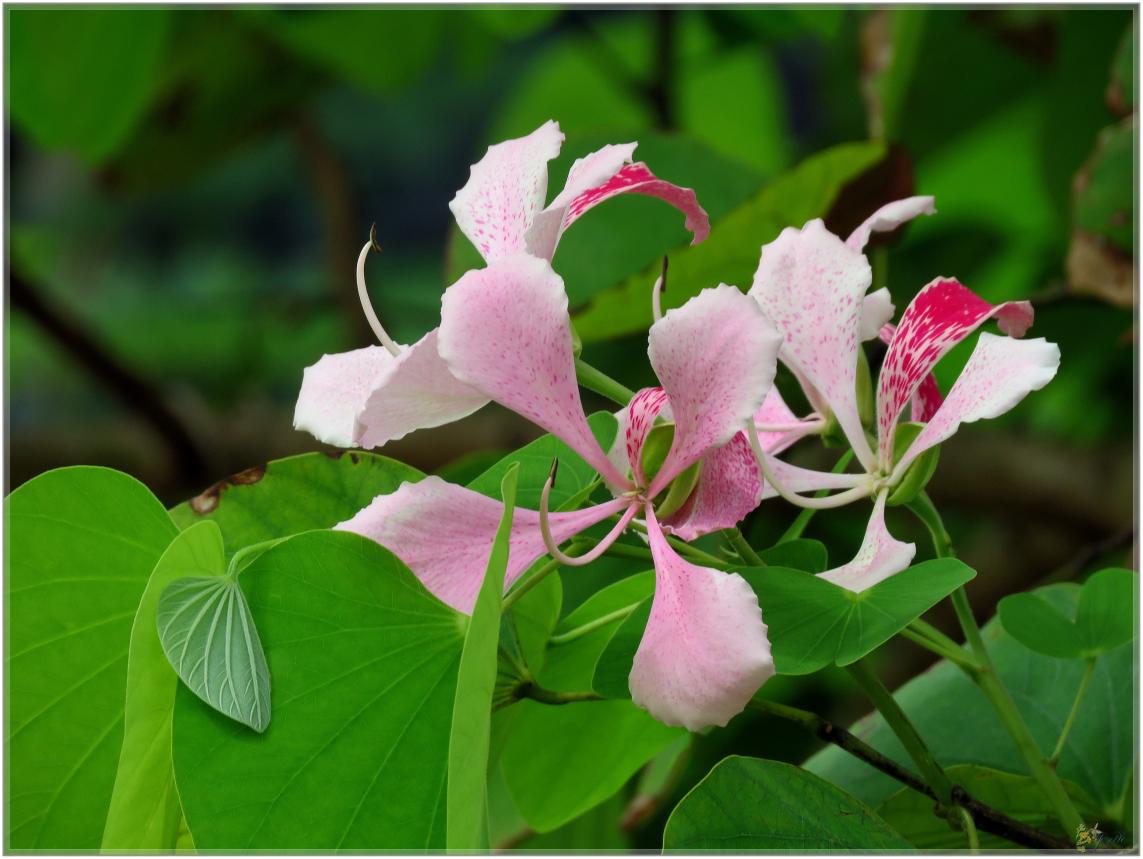 FLEURS  VENUS  D'AILLEURS 
