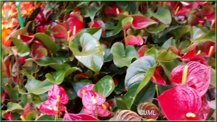 Des photos de plantes prises dans les jardineries