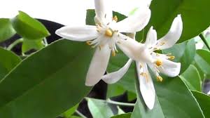 Arbre fruitier  ; Citronnier