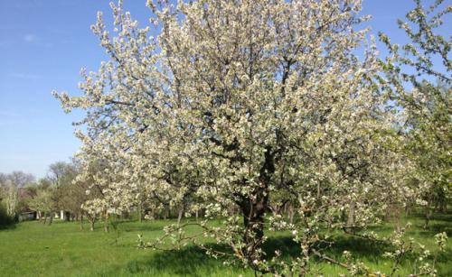 Arbre fruitier : Cerisier