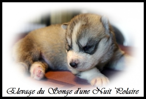 Chiot Husky Mâle (14j)