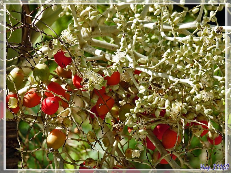 14/12/2021(suite) : seconde journée à Silhouette Island passée entre promenade dans le village et les jardins du grand complexe hôtelier voisin et baignades - Seychelles