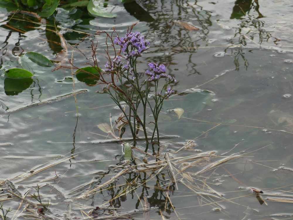 Qui connait cette jolie fleur ?