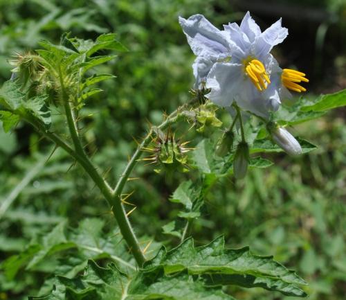 Fleurs cultivées : Morelle de Balbis