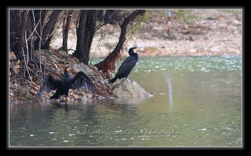 Grands Cormorans (Lac du Crès - Hérault - 34)