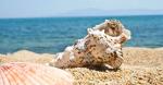 Recup coduillage de mer