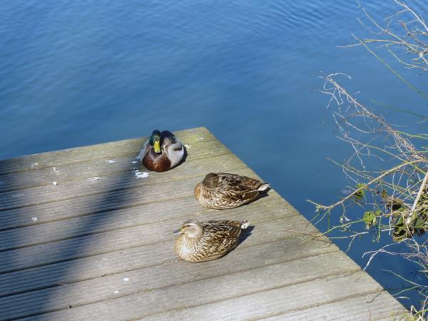 Ville d'Avray, Chaville et la forêt de Fausses Reposes