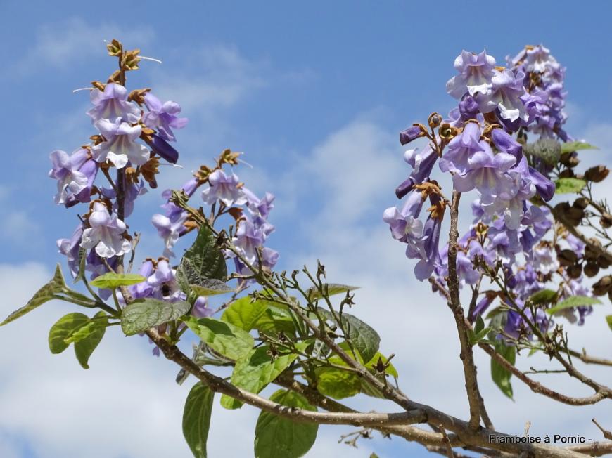 Pornic, Jardin botanique de la ria - Mai 2019