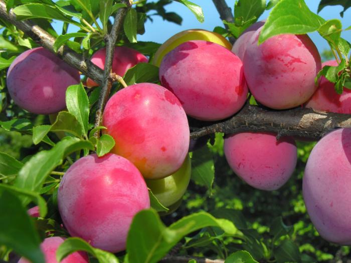 Fruits du mois d'Octobre