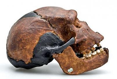 2 - Pléistocène moyen (-780 ka ) : avant Néandertal