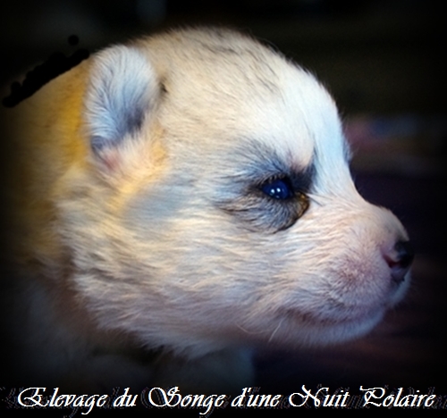 Chiot Husky Femelle 4 (14j)