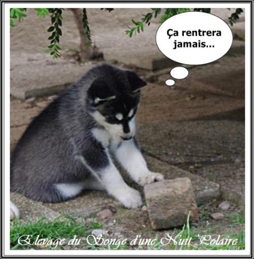 Portées de Joy et d'Irwen (17 avril 2016)