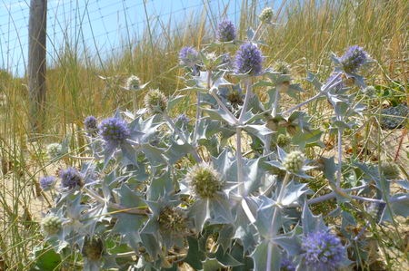Fleurs cultivées : Panicaut