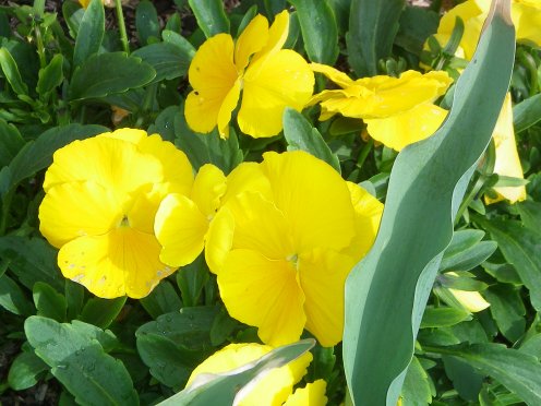 Image33