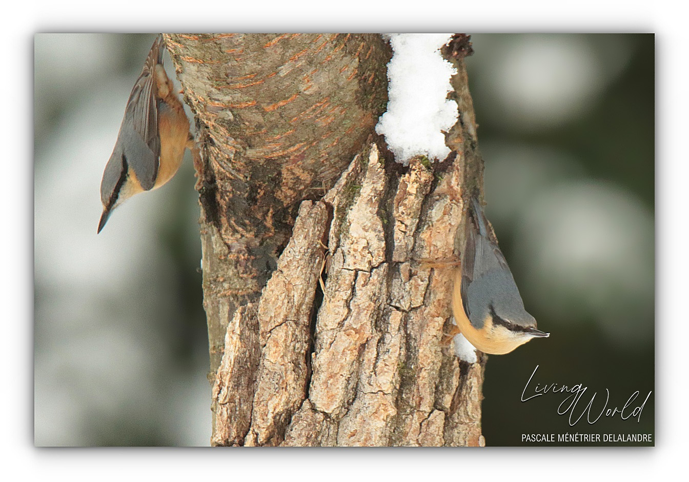 Quelques oiseaux du refuge un jour de neige...