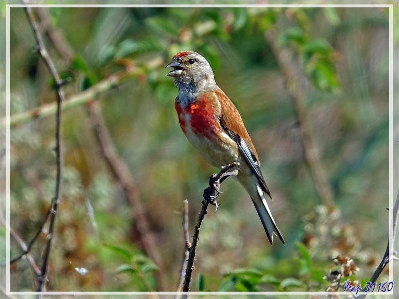 Linotte mélodieuse, Common Linnet (Linaria cannabina) - La Couarde-sur-Mer - Ile de Ré - 17