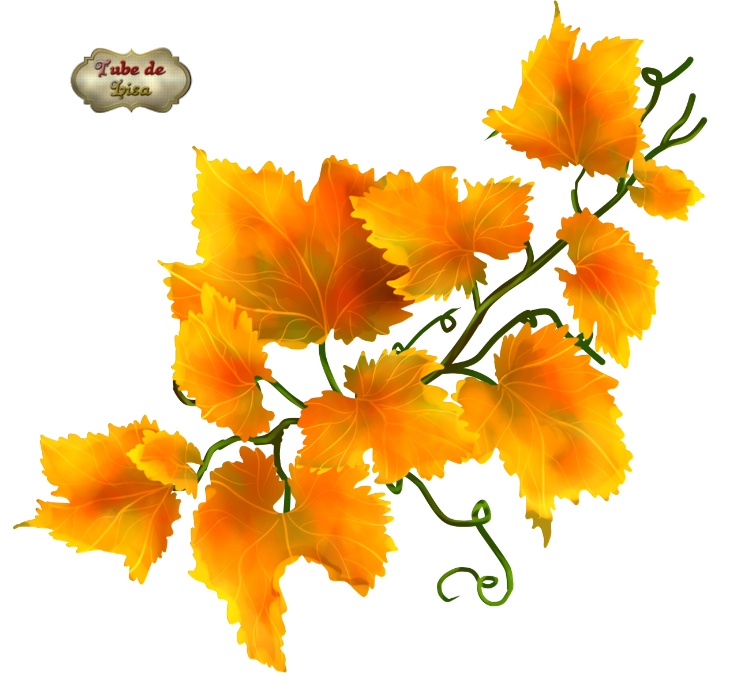 Vendanges série 46