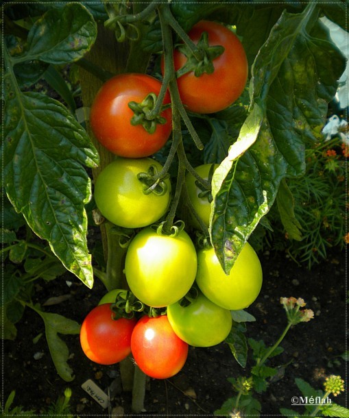 19 octobre 2011 Le jardin insolite photo 4