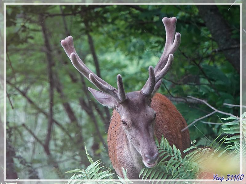 2 Cerfs en photos en période des velours - Lartigau - Milhas - 31