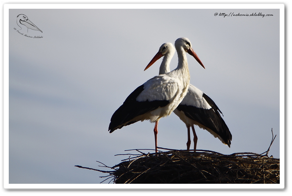Cigogne blanche - Ciconia ciconia