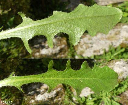 Hypochaeris radicate - porcelle enracinée