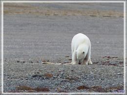 Dernière série avec cet ours on ne peut plus photogénique ! (Polar bear) - Creswell Bay - Somerset Island - Nunavut - Canada