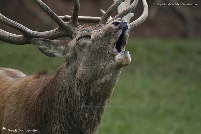 Brame du Cerf